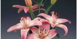 Vermeer Asiatic Lilies Plant