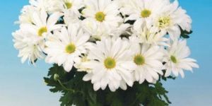 Victor White Chrysanthemum Plant Pot