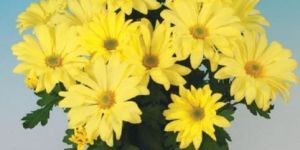 Victor Yellow Chrysanthemum Plant Pot