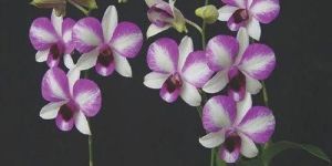 Victoria Dendrobium Orchid Plant