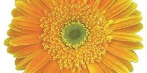 Vilassar Gerbera Flower