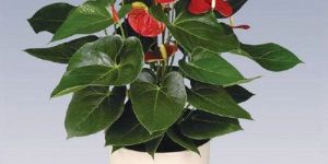 Vito Anthurium Plant Pot