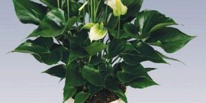 White Champion Anthurium Plant Pot