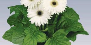 White Gerbera Plant Pot