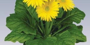Yellow Gerbera Plant Pot