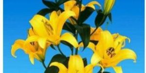 Yelloween Oriental Lilies Plant