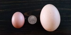 Pullet Eggs