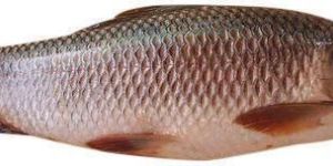 Frozen Rohu Fish