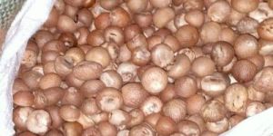 Assam Betel Nut