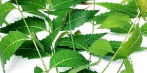 Neem Leaves