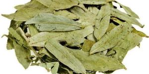 Senna Leaves