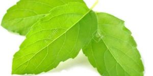 Tulsi Leaves