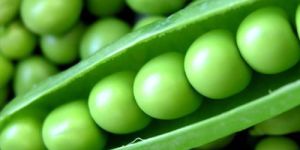 Fresh Green Peas