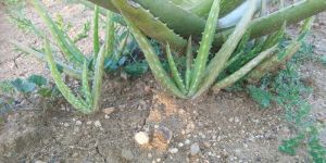 Aloevera Baby Plants