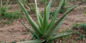 Aloevera Leaves