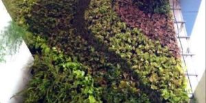 Roof Gardening Services