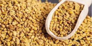 Organic Fenugreek Seeds