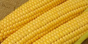 Organic Yellow Corn