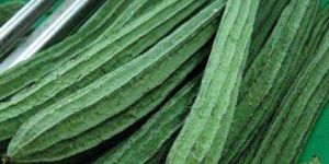 Fresh Ridge Gourd