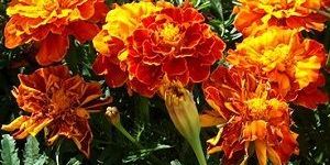 Tagetes Oil