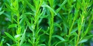 Tarragon Oil