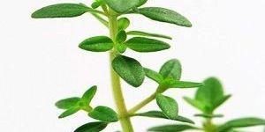 Thyme Oil