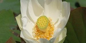 White Lotus Oil