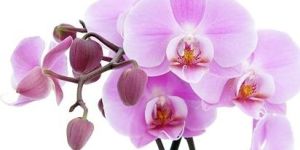 Silk Artificial Orchid Flower