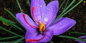 Purest Kashmir Kesar Saffron