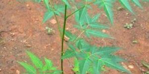NEEM PLANTS