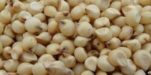 Sorghum