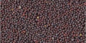 Mustard Seeds