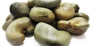 Shelled Cashew Nuts