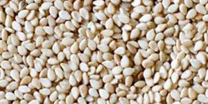 Sesame Products