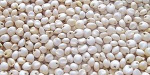 SORGHUM, MILLET, SAFFLOWER SEEDS, SUNFLOWER SEEDS