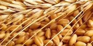 Wheat Products