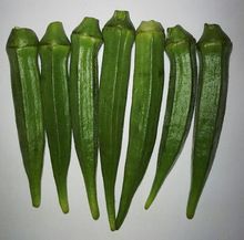 MARUTI 3600 F1 HYBRID OKRA SEEDS