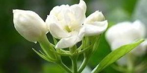 Fresh Jasmine Flowers