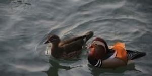 Wonderland Floating (Pair of Two) Mandarin Ducks