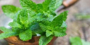 Mint Leaves