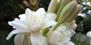 Tuberose Hydrosol