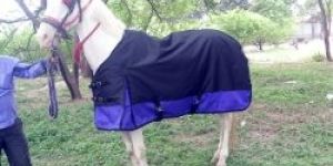 Waterproof Horse Blankets