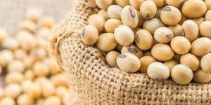 Soyabean Meal