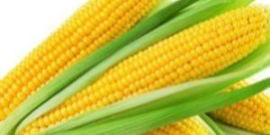 Yellow Corn