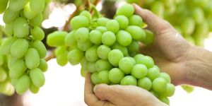 Natural Grapes