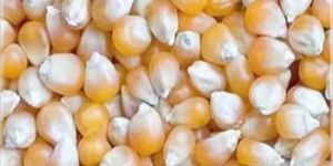 Organic Yellow Corn