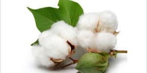 Raw Cotton