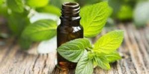 Peppermint Essential Oil