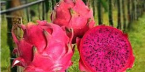 Dragon Fruit