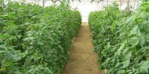 Organic Multi Layer Farming